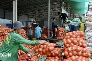 An Giang tăng tốc xuất khẩu, hướng tới mục tiêu 2,6 tỷ USD