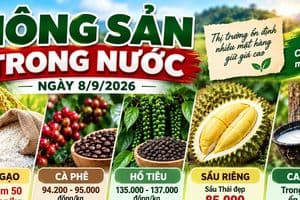 Bản tin nông sản hôm nay: Giá gạo nguyên liệu hạ nhiệt, sầu riêng Thái loại đẹp vẫn neo ở mức 85.000 đồng/kg