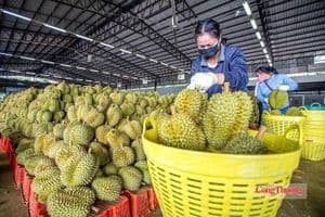 Cập nhật quy định SPS: Doanh nghiệp nông sản cần lưu ý gì?