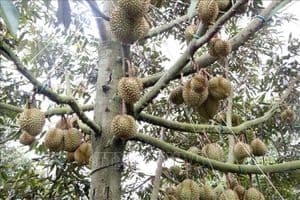 Cơ hội mở rộng xuất khẩu sầu riêng Việt Nam nhờ cải cách hành chính