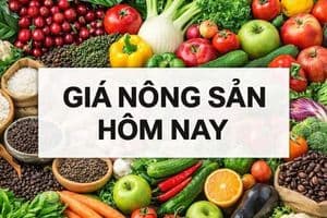 Giá nông sản hôm nay 14/8/2026: Giá cà phê đồng loạt lao dốc, trong nước có thể giảm sâu? Mỹ tăng mạnh thuế chống bán phá giá một mặt hàng Việt Nam
