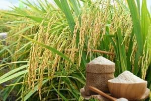 Ngày 7/9: Giá lúa gạo sáng đầu tuần ít biến động
