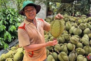 Thái Lan Thống Trị Thị Trường Sầu Riêng Trung Quốc, Việt Nam Cạnh Tranh Khốc Liệt