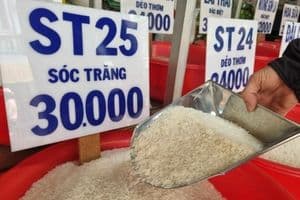 Thị trường lúa gạo hôm nay: Gạo nguyên liệu xuất khẩu hạ nhiệt, lúa vẫn đứng giá