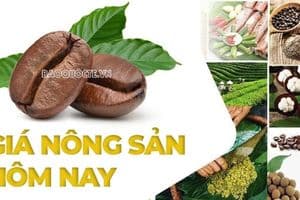 Thị trường nông sản ngày 19/9/2026: Cà phê nội địa lao dốc phiên thứ ba liên tiếp, tiêu đứng giá; nông sản Việt mở rộng cửa vào Nga
