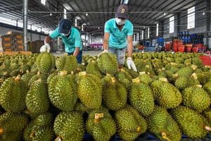 Xu hướng nhập khẩu rau quả Việt Nam tăng cao tại Trung Quốc