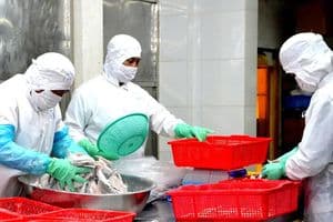 Xuất Khẩu Thủy Sản Vượt Ngưỡng 12 Tỷ USD Nhờ Cải Tiến Logistics